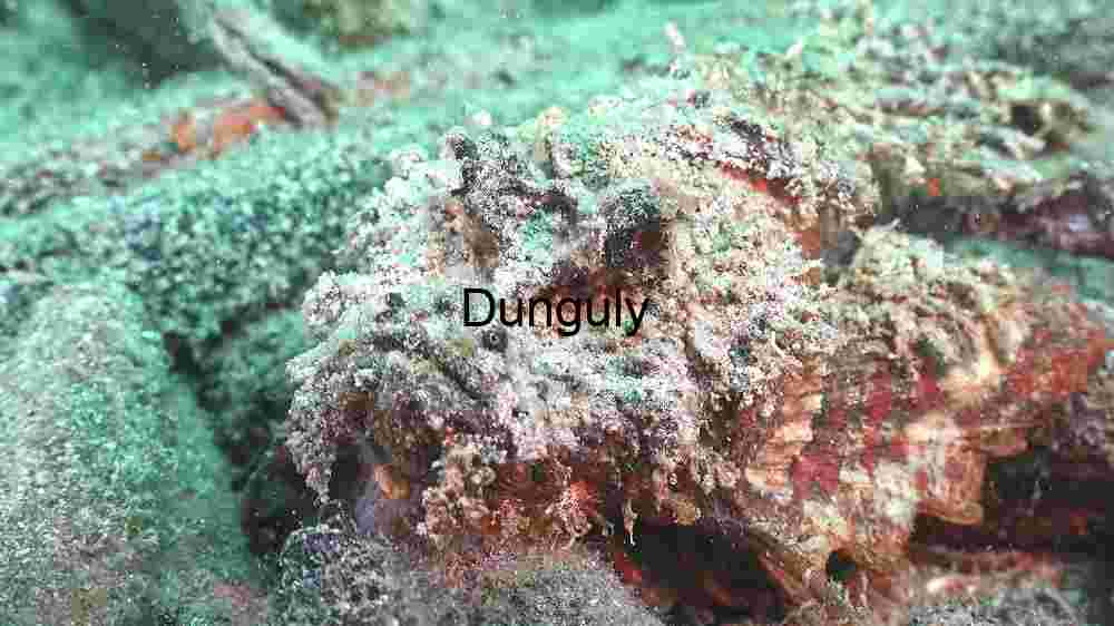 Enchanting marine life, captivating beauty beneath the waves, a world of wonder undersea (27) Sunlit Starfish Sanctuary