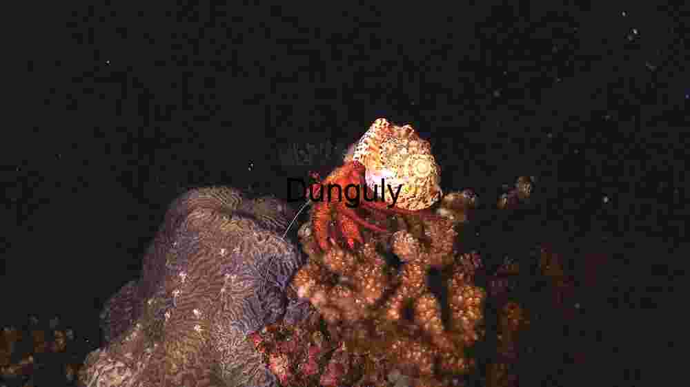 Enchanting marine life, captivating beauty beneath the waves, a world of wonder undersea (29) Isolation and Beauty: Hermit Crab on Coral