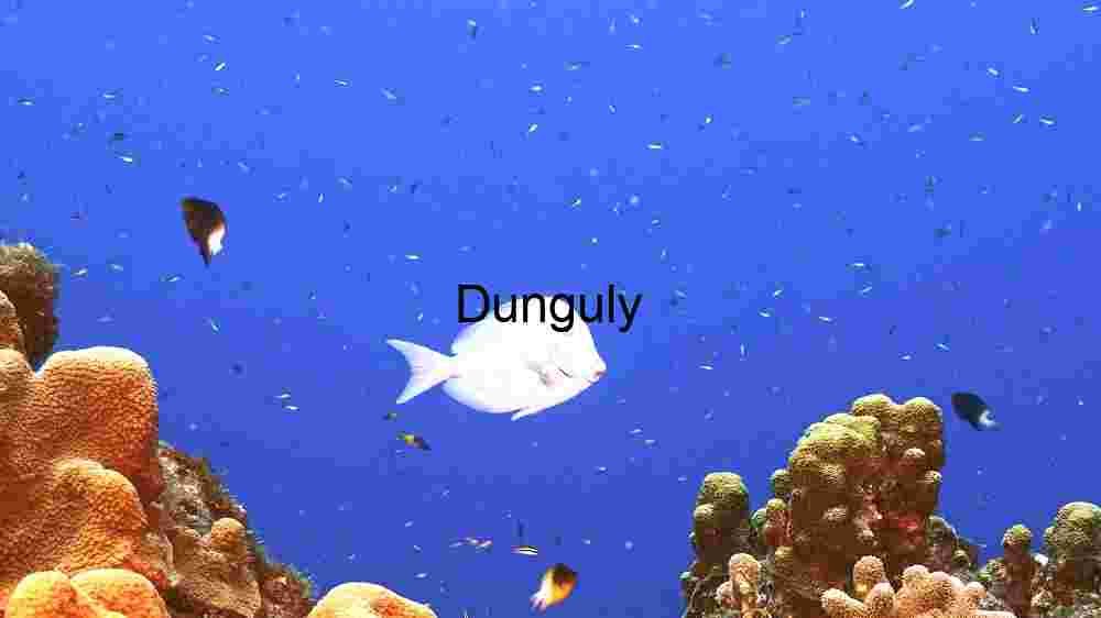 Enchanting marine life, captivating beauty beneath the waves, a world of wonder undersea (31) Tranquil Underwater Wonderland