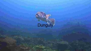 Underwater Serenity: A Pufferfish's Silent Swim