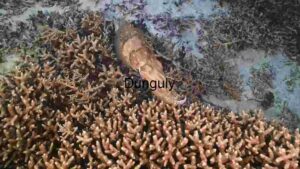 Cuttlefish Camouflage Among Coral Reefs