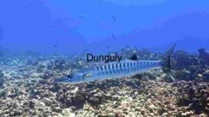 Barracuda Under Sea