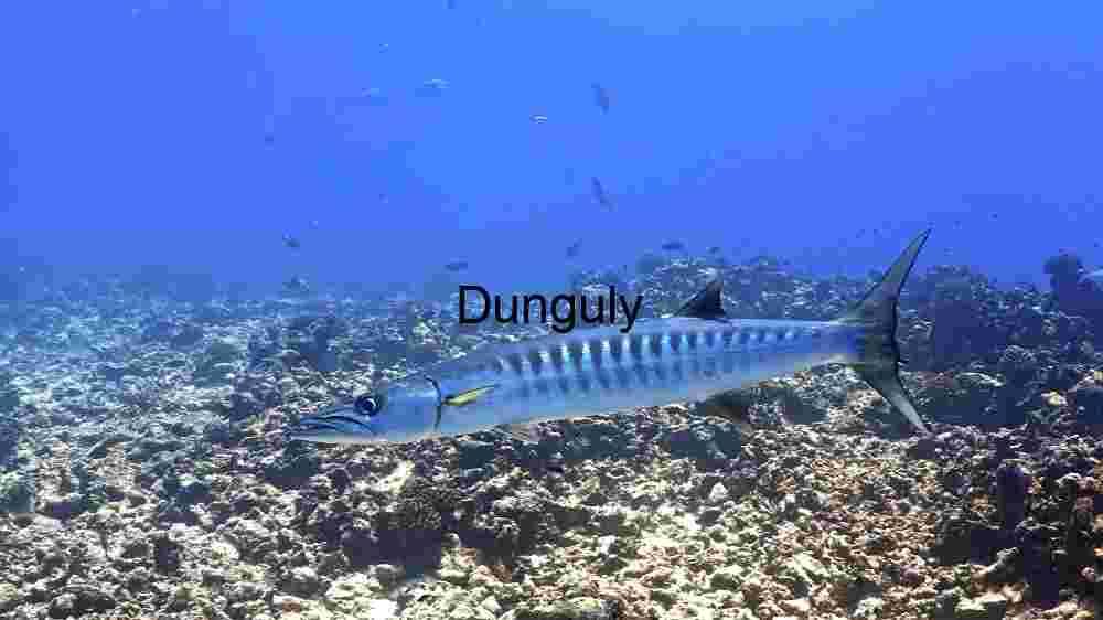 Enchanting marine life, captivating beauty beneath the waves, a world of wonder undersea (43) Barracuda Under Sea