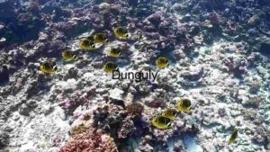 Underwater Serenity: A School of Yellow Tangs Amongst Coral Reefs