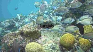 Underwater Serenity: A Glimpse into the Coral Reef Ecosystem