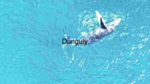 Aquatic Grace: A Dolphin's Dive
