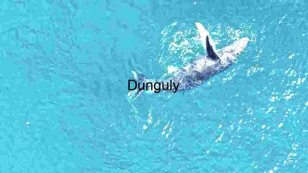 Enchanting marine life, captivating beauty beneath the waves, a world of wonder undersea (52) Aquatic Grace: A Dolphin's Dive