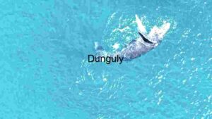 Dolphin Dive