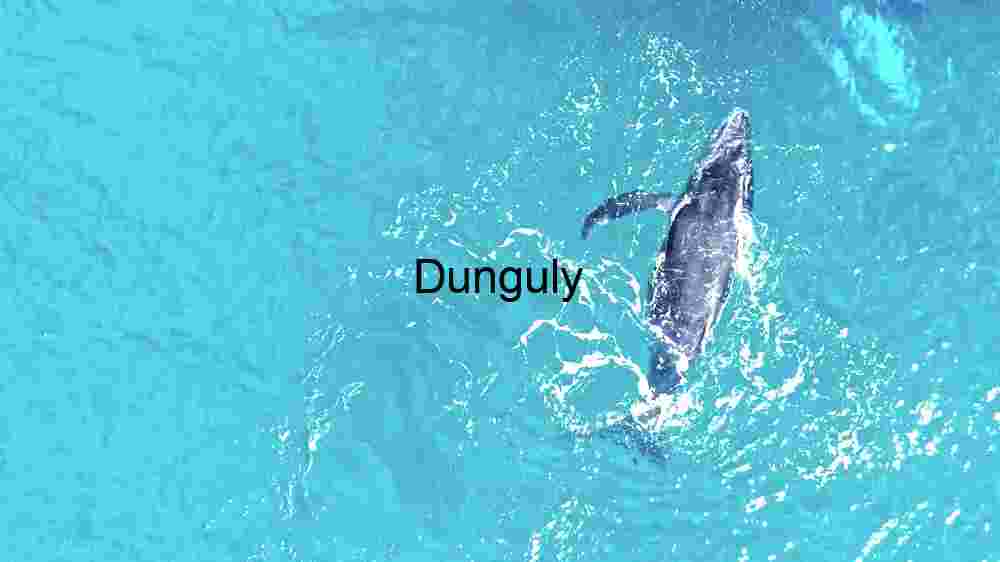 Enchanting marine life, captivating beauty beneath the waves, a world of wonder undersea (54) Driving in Water : Dolphin