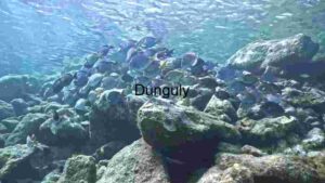 Underwater Serenity: A School of Fish Amidst Rocky Terrain
