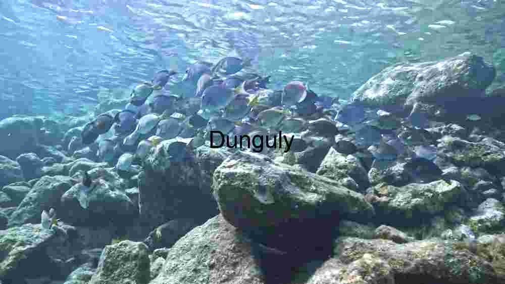 Enchanting marine life, captivating beauty beneath the waves, a world of wonder undersea (56) Underwater Serenity: A School of Fish Amidst Rocky Terrain
