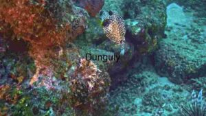 Underwater Serenity: A School of Fish Amidst Rocky Terrain