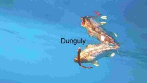 Underwater Grace: A Pair of Fish in Sync