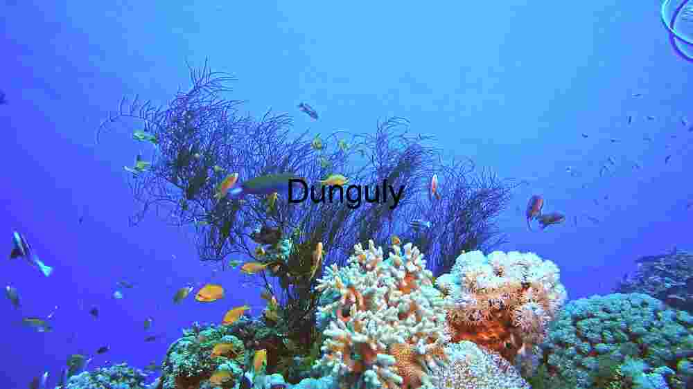 Enchanting marine life, captivating beauty beneath the waves, a world of wonder undersea (71) Dive into the vibrant underwater world captured