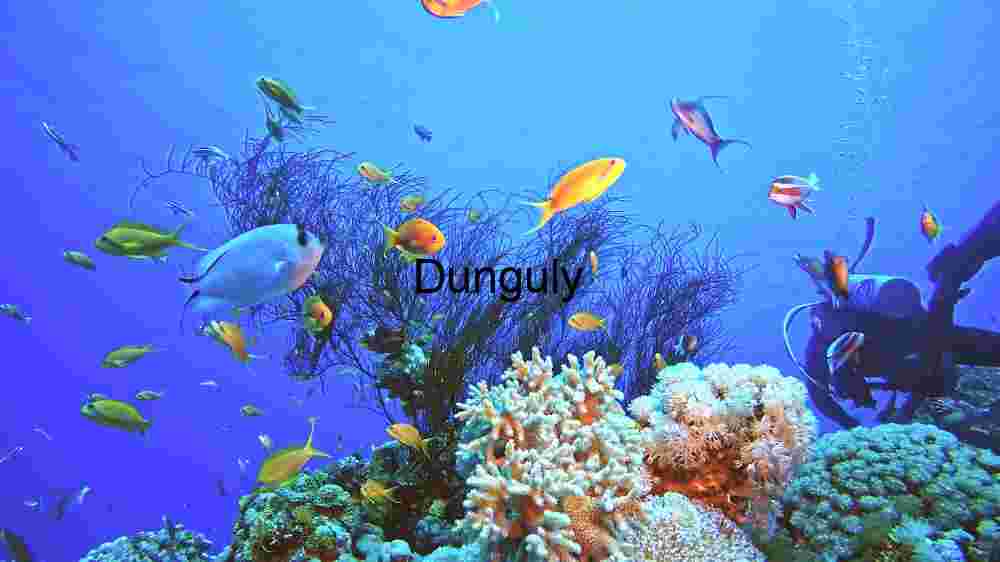 Enchanting marine life, captivating beauty beneath the waves, a world of wonder undersea (73) diverse marine ecosystem