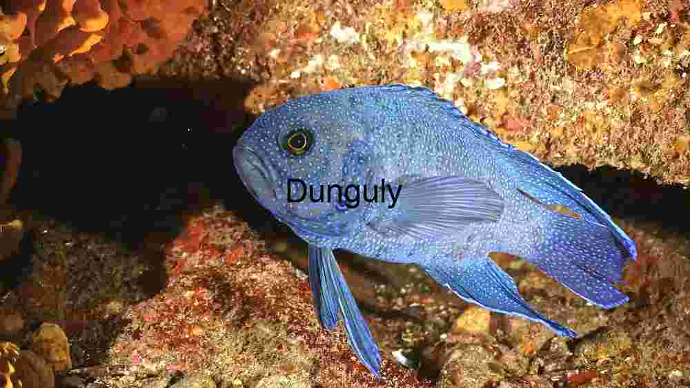Enchanting marine life, captivating beauty beneath the waves, a world of wonder undersea (8) Vibrant Blue Damselfish in its Natural Habitat