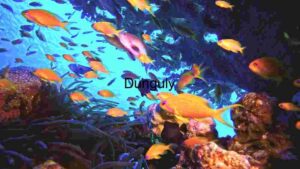Underwater Serenity: A Glimpse into the Coral Reef Ecosystem