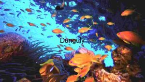 captures the tranquil beauty of a coral reef