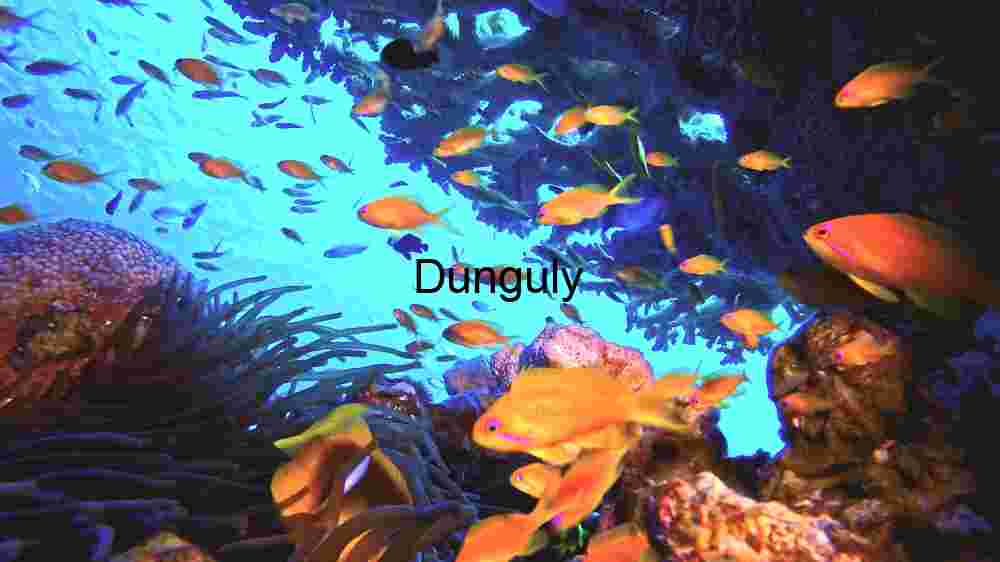 Enchanting marine life, captivating beauty beneath the waves, a world of wonder undersea (82) captures the tranquil beauty of a coral reef
