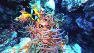 Vibrant Underwater Ecosystem: A Peek into the Coral Reef