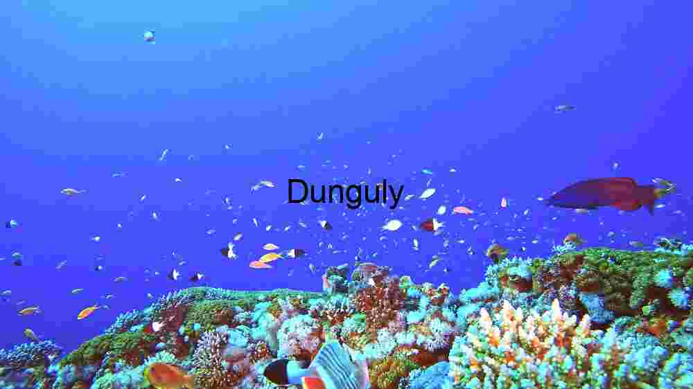 Enchanting marine life, captivating beauty beneath the waves, a world of wonder undersea (95) Vibrant Underwater Oasis