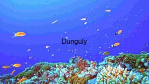 Dive into the serene beauty of a coral reef teeming with life