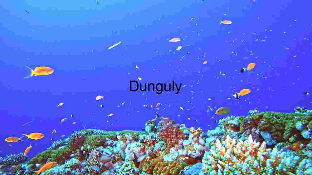 Enchanting marine life, captivating beauty beneath the waves, a world of wonder undersea (96) Dive into the serene beauty of a coral reef teeming with life