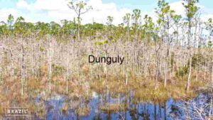 Pristine Wetlands of Brazil