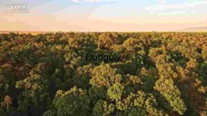 Verdant Expanse: Aerial View of Latvian Forest