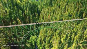 Long Green Bridge Spanning Across Dense Forest