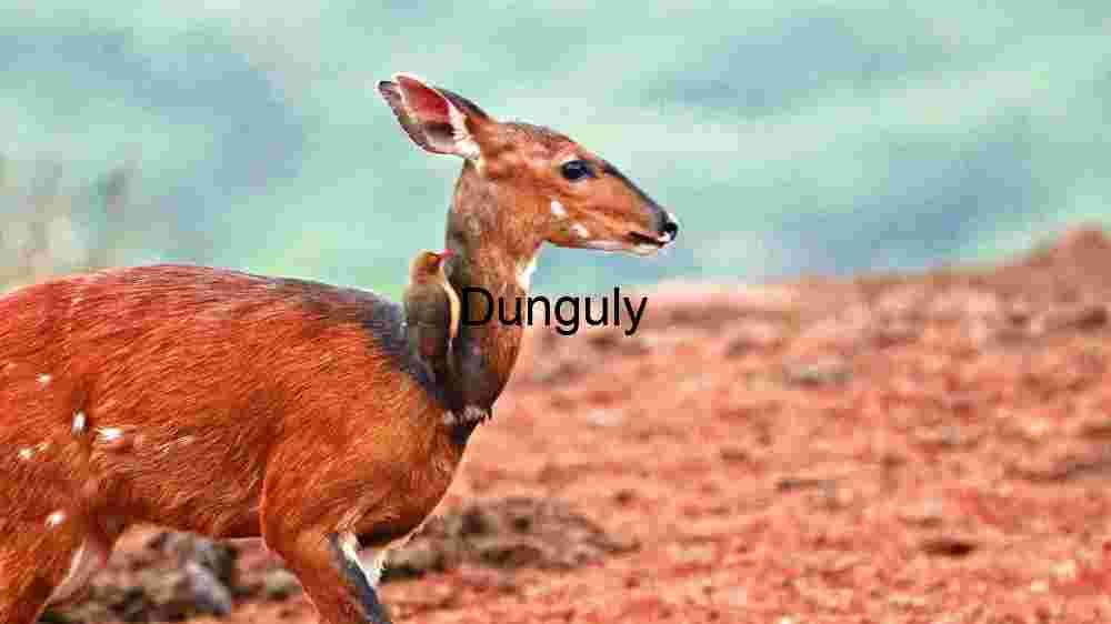Explore the wild majesty of wildlife through thrilling encounters (13) Symbiotic Serenity: A Deer and Bird in the Wild
