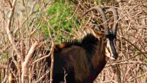 Majestic Stand: A Sable Antelope in the Wild