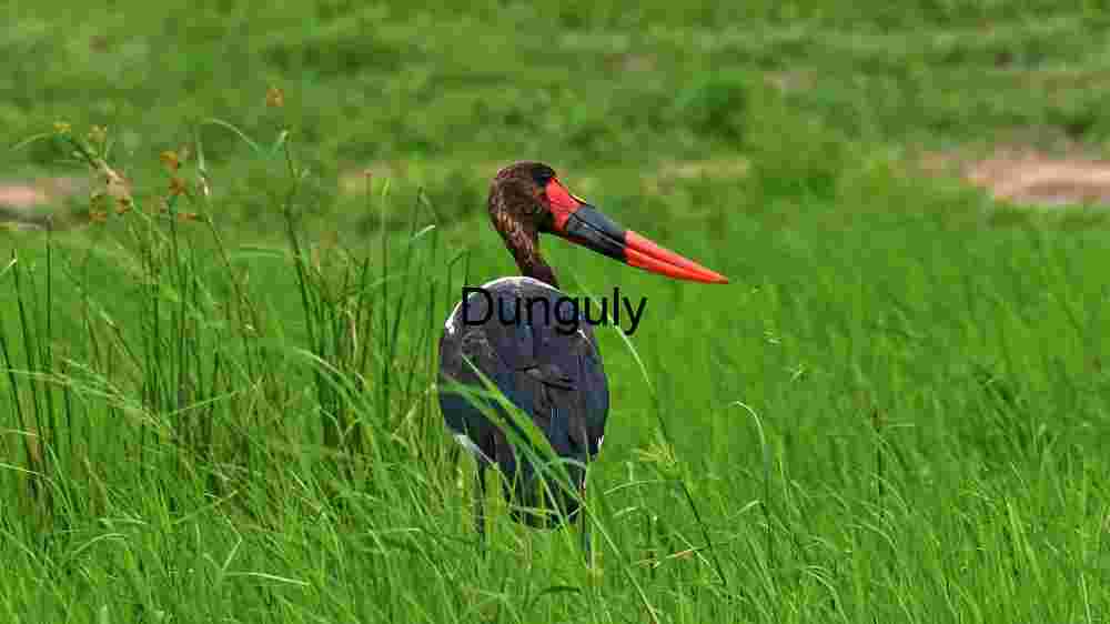Explore the wild majesty of wildlife through thrilling encounters (18) Elegance in Nature: A Saddle-Billed Stork Amidst the Green