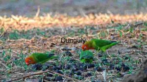 Foraging Lovebirds: A Glimpse into Avian Behaviour
