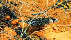 Camouflaged Elegance: A Bird Blending with Nature