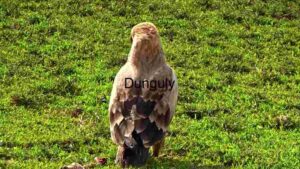 An Eagle Amidst the Green