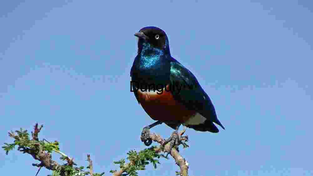 Explore the wild majesty of wildlife through thrilling encounters (27) Splendid Glossy Starling: A Vibrant Display of Avian Beauty