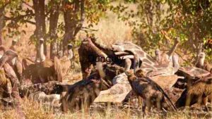 Scavengers at Work: A Gathering of Vultures in the Wild