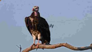 Vulture Perched on a Branch