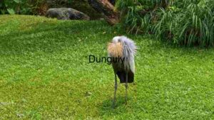 At Home Majestic Grey Crowned Crane in Natural Habitat