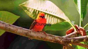 A Red Fody in its Natural Habitat