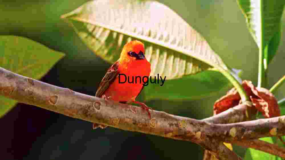 Explore the wild majesty of wildlife through thrilling encounters (5) A Red Fody in its Natural Habitat
