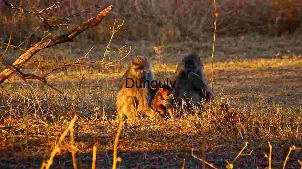 Explore the wild majesty of wildlife through thrilling encounters (51) Golden Hour in the Wild: A Baboon Family's Tranquil Moment
