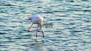 At Home Elegant Flamingo Foraging at Dusk