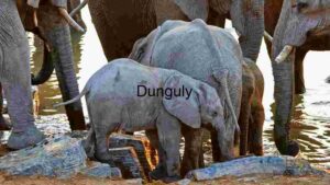 At Home Elephant Family Gathering at Watering Hole