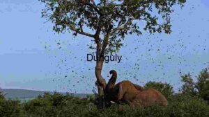 At Home Elephant's Dust Bath: A Spectacle of Nature