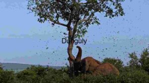 At Home Elephant Bath in Dust