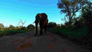 Majestic Elephant on a Dusty Road at Dusk