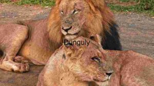 At Home Majestic Lions Resting: A Moment of Tranquility in the Wild