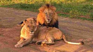 At Home Lions Pair Resting Moment